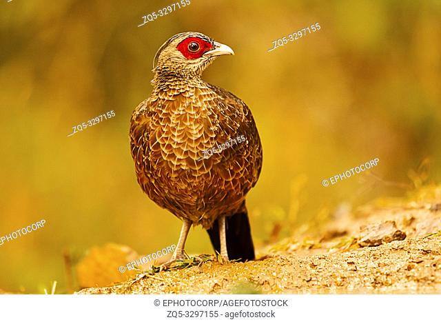 Kalij pheasant, female, Lophura leucomelanos, Sattal, Uttarakhand, India