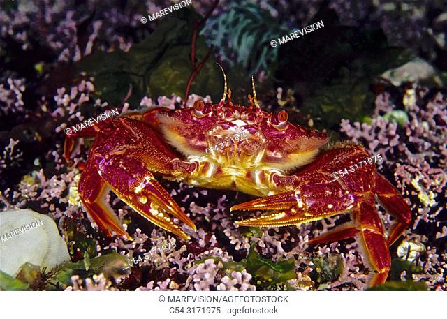 Lady crab. Wrinkled swimcrab (Liocarcinus corrugatus). Eastern Atlantic. Galicia. Spain. Europe