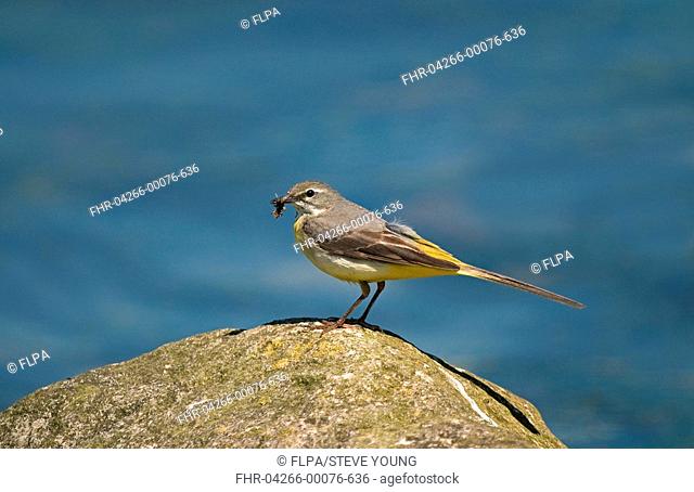 Grey Wagtail Montacilla cinerea adult female, with food in beak, standing on rock beside water, England
