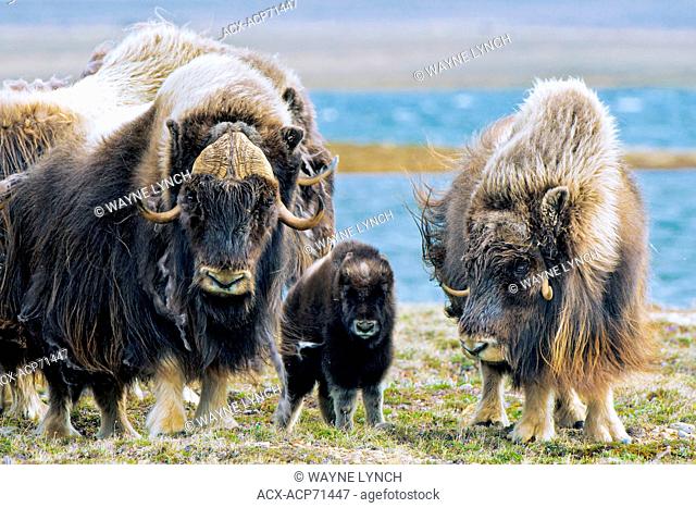 Muskoxen (Ovibos moschatus) herd, Victoria Island, Nunavut, Arctic Canada