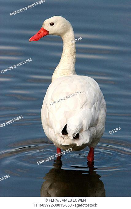 Coscoroba Swan Coscoroba coscoroba adult, standing in shallow water, Costanera Sur, Buenos Aires Province, Argentina, august