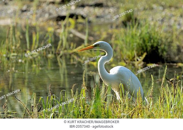 Great Egret (Casmerodius albus), Danube wetlands, Donau Auen National Park, Lower Austria, Austria, Europe