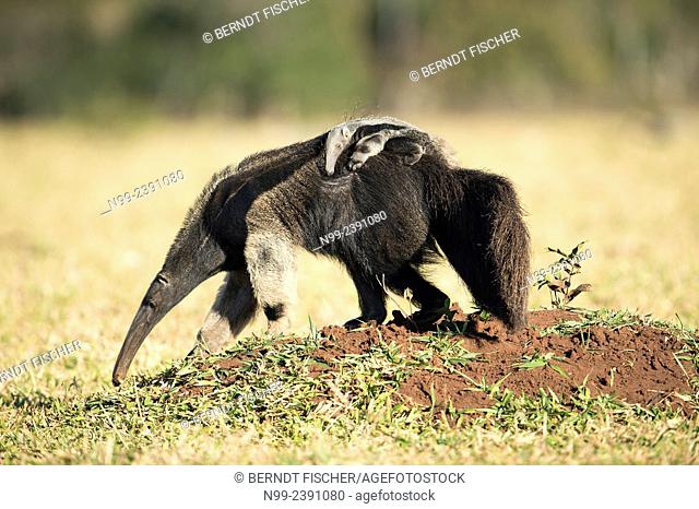 Giant anteater (Myrmecophaga tridactyla), female with cub on its back, looking for ants in farmland, Mato Grosso do Sul, Brazil