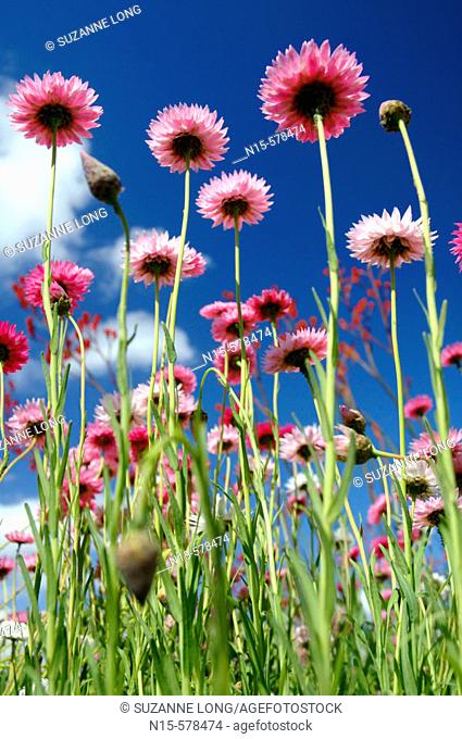 Spring wildflowers in field. Paper daisies (Rhodanthe chlorocephala), endemic to Western Australia
