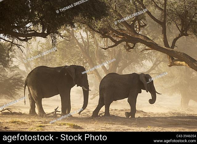 African Elephant (Loxodonta africana). So-called desert elephant. Two bulls during a sandstorm in the dry bed of the Huab river
