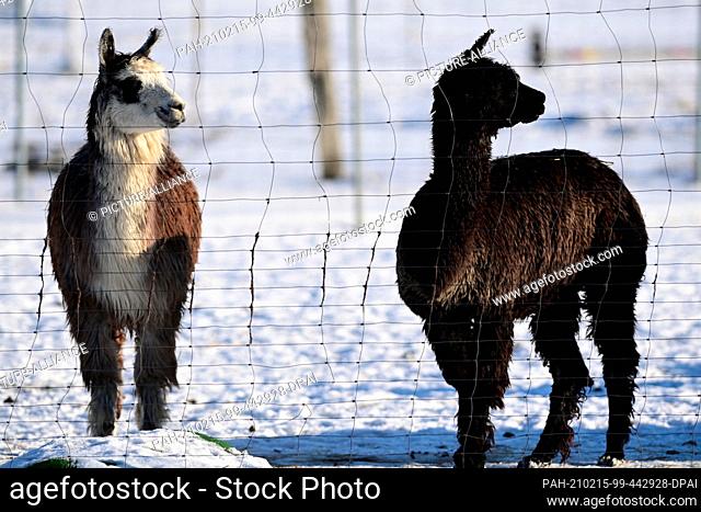 12 February 2021, Brandenburg, Schönwalde-Glien/OT Pausin: Alpacas stand near the entrance to the village in their snowy enclosure