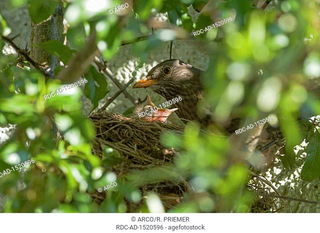Blackbird nest, Female and nestlings, Common Blackbird, Eurasian blackbird, Lower Saxony, Germany, Turdus merula