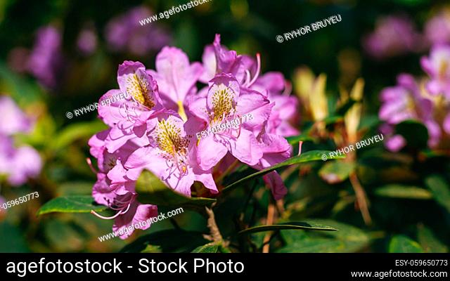 Blooming Pink Flowers of Rhododendron catawbiense Michx In Spring Garden
