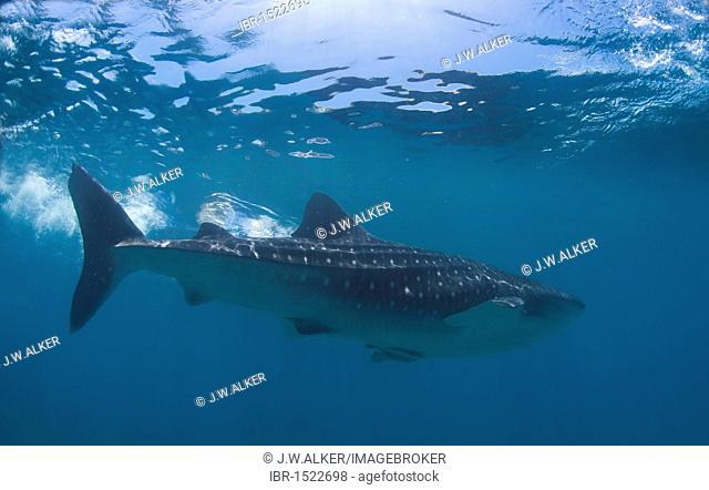 Whale shark (Rhincodon typus), Southern Leyte, Philippines, Southeast Asia