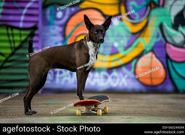 Cute cross breed dog with skateboard on colorful background looking to the camera