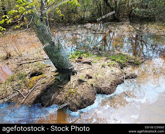 goose sitting on nest with eggs and water and tree in swamp or lake environment