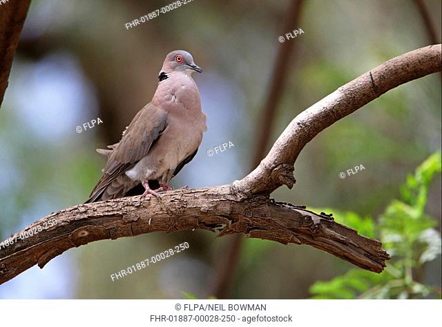 African Mourning Dove Streptopelia decipiens adult, displaying, perched on branch, Ethiopia, april
