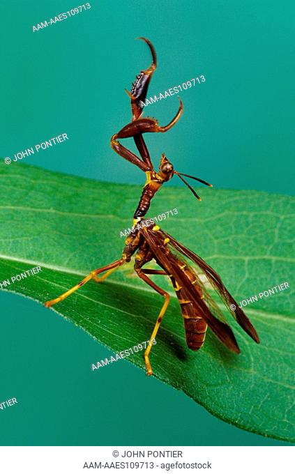 Mantidfly or Mantisfly (Climaciella brunnea), Washington Co., NY