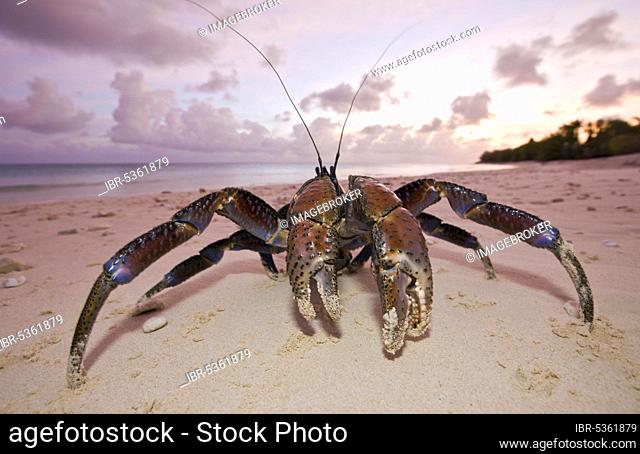 Coconut Crab (Birgus latro), Bikini Island, Bikini Atoll, Marshall Islands, Coconut crab, Micronesia, Oceania