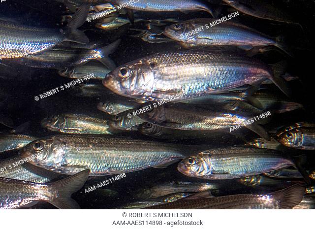 Blueback Herring Schooling Facing Left (Alosa aestivalis) Fish, Massachusetts