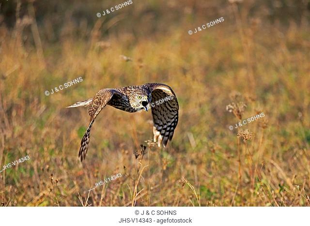 Common Buzzard, (Buteo buteo), adult flying calling, Rimavska Sobota, Slovak Republic, Europe