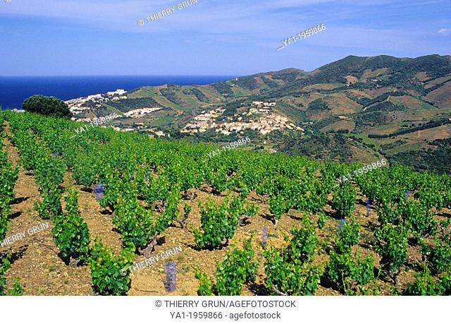 Vineyards of Banyuls sur mer, Cote Vermeille, Eastern Pyrenees, Languedoc-Roussillon, France