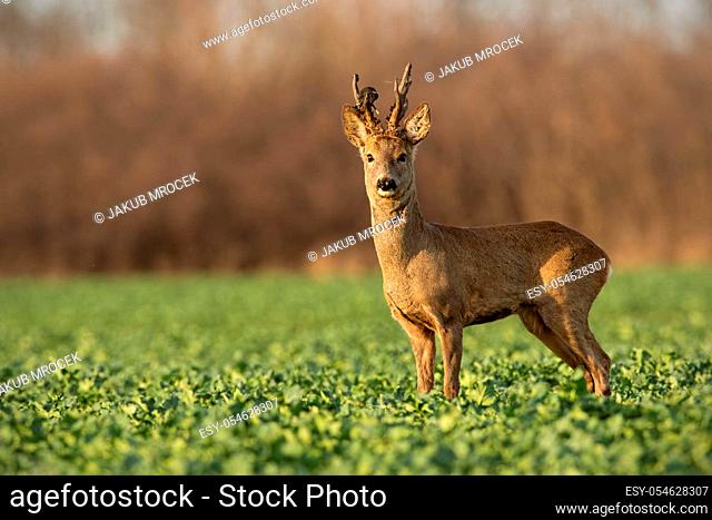 Roe deer stag at sunset with winter fur. Roebuck on a field with blurred background. Wild animal in nature