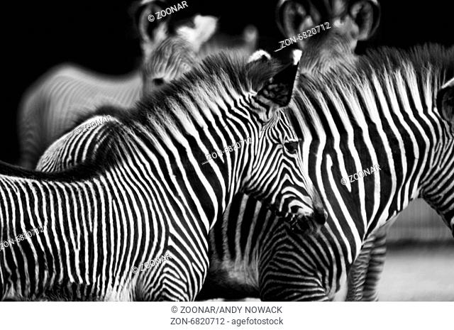 group of zebras BW