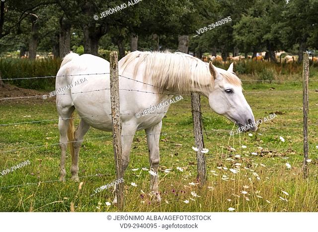 Livestock. Horses farm, Las Merindades County Burgos, Castile and Leon, Spain, Europe