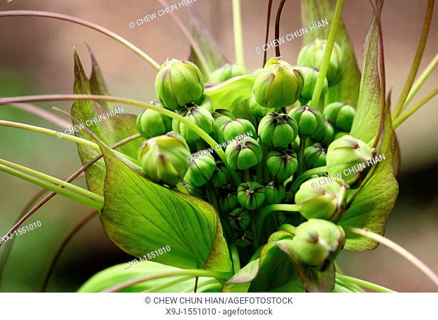 Flower seeds, Borneo