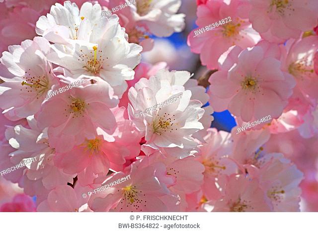 Cherry tree (Prunus spec.), blooming ornamental cherry tree