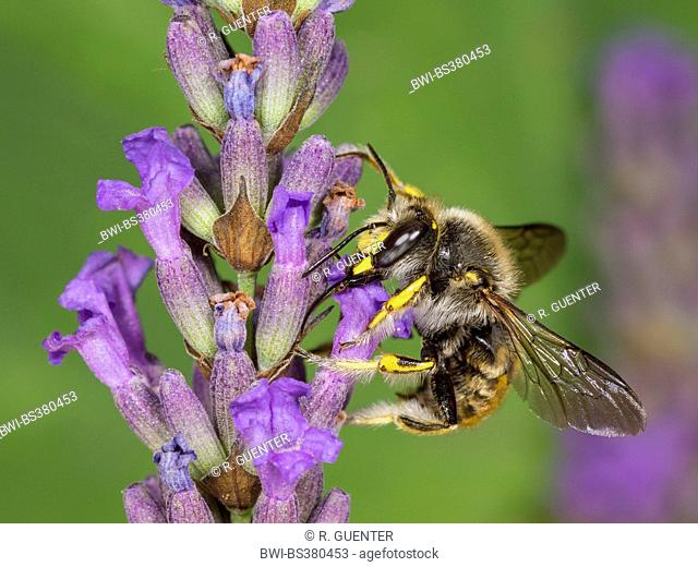 Wool carder bee (Anthidium manicatum), female foraging on English lavender (Lavandula angustifolia), Germany