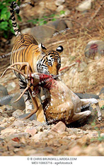 Hunting tiger deer Stock Photos and Images | agefotostock