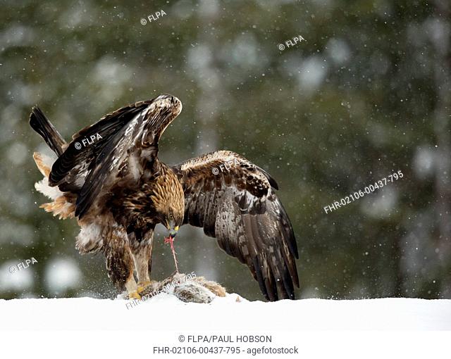 Golden Eagle (Aquila chrysaetos) adult, feeding on carcase in snow during snowfall, Finland, February