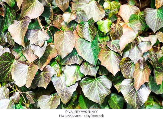 natural background from ivy leaves