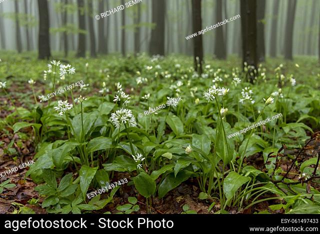 bears garlic, spring beech forest in White Carpathians, Southern Moravia, Czech Republic