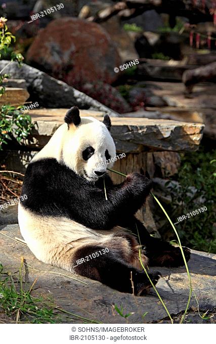 Giant Panda (Ailuropoda melanoleuca), adult, eating bamboo, Adelaide Zoo, Adelaide, Australia