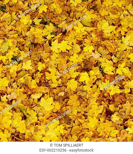 mostly yellow carpet of autumn leaves