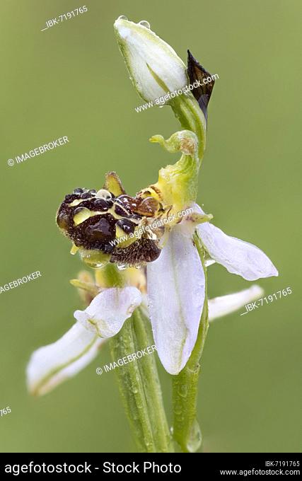 Bee orchid (Ophrys apifera), with raindrops, Majorca, Spain, Europe
