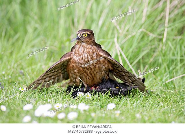 Sparrowhawk - young male feeding on blackbird (Accipiter nisus)