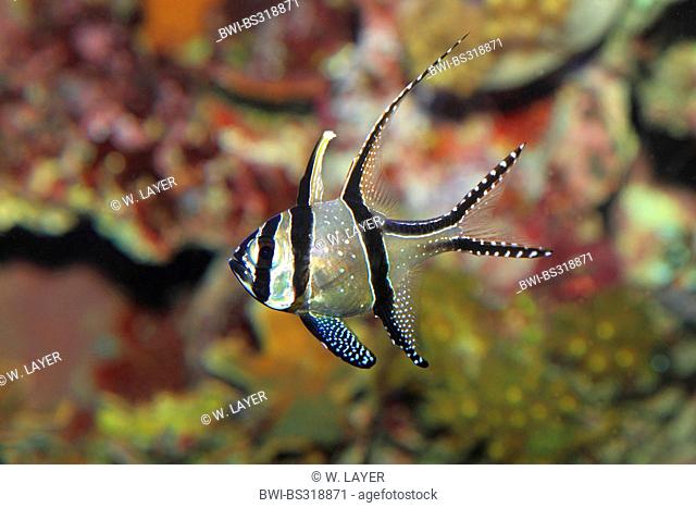 Banggai cardinalfish (Pterapogon kauderni), swimmingat a reef