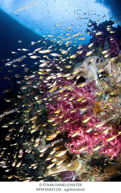 Golden Sweepers in Coral Reef, Parapriacanthus ransonneti, Misool, Raja Ampat, West Papua, Indonesia