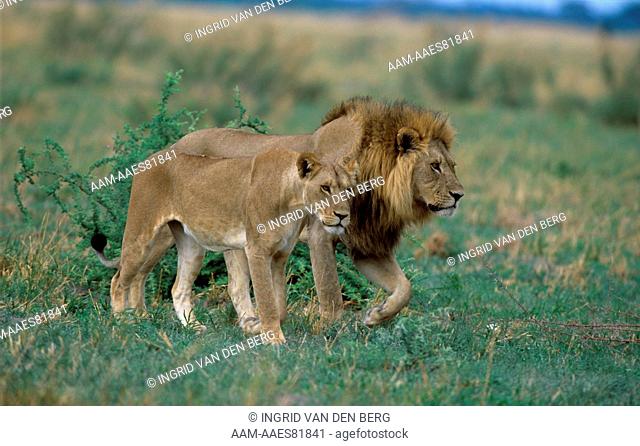 Lion Pair (Panthera leo), Savute, Chobe NP, Botswana