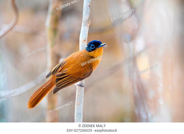 Beautiful colored Madagascar bird, Paradise-flycatcher, Terpsiphone mutata. Ankarafantsika National Park, Madagascar wildlife and wilderness