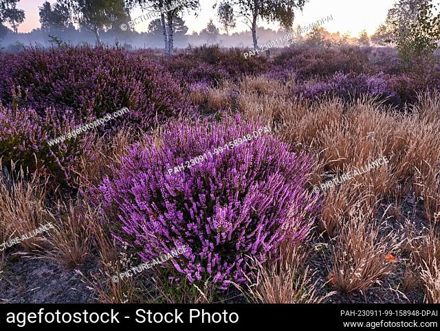 05 September 2023, Brandenburg, Reicherskreuz: In the early morning the heath blooms in the nature reserve of Reicherskreuzer Heide