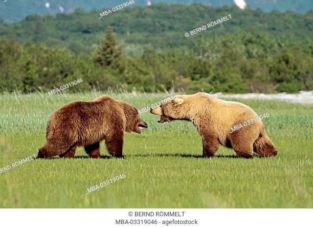 North America, the USA, Alaska, Katmai national park, Hello, Bay, brown bears, Ursus arctos