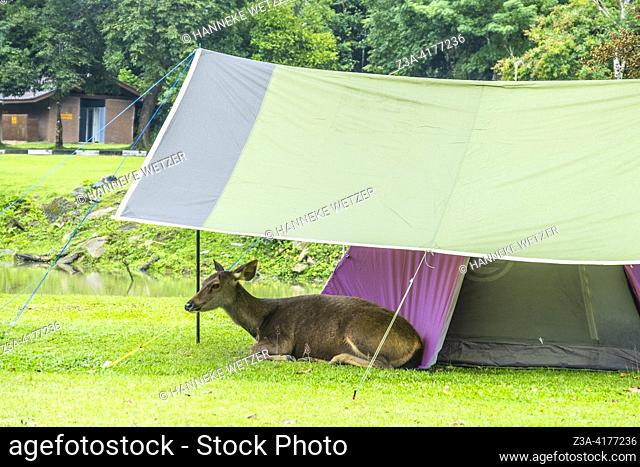 Deer taking shelter at a tent on a camping in the Khao Yai National Reserve, Thailand