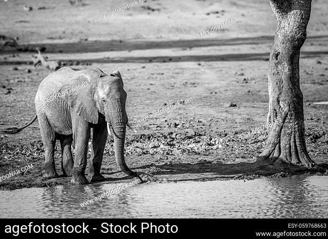 A drinking Elephant in black and white in the Kruger National Park