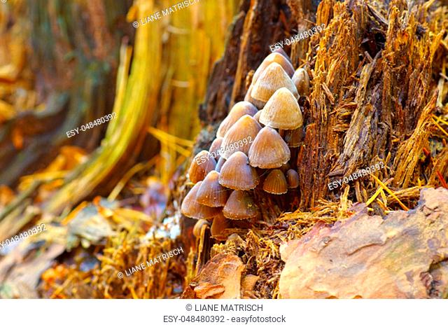 fairy inkcap or Coprinellus disseminatus in autumn forest