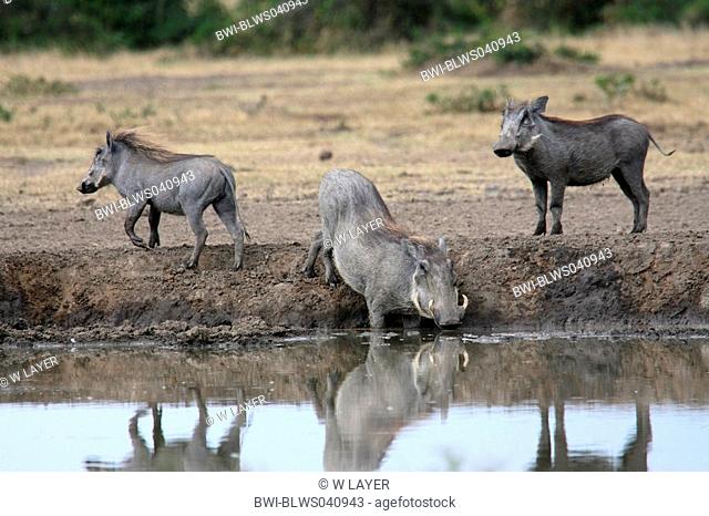 Cape warthog, Somali warthog, desert warthog Phacochoerus aethiopicus, at a waterhole, Kenya