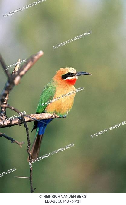 White-fronted Bee-Eater Merops bullockoides Perched on a Branch  Kruger National Park, Mpumalanga Province, South Africa