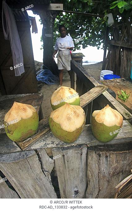 Coconuts at beachbar Anse Source d'Argent La Digue Island Seychelles coconut