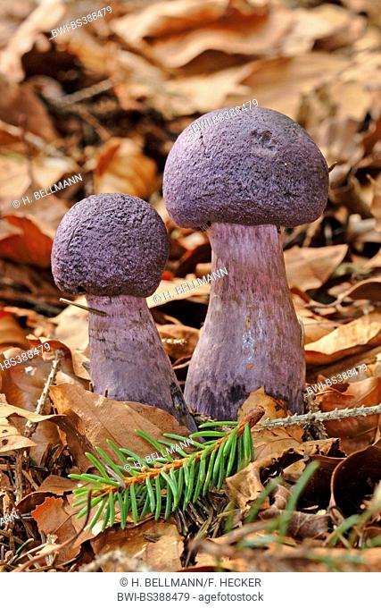 Violet webcap (Cortinarius violaceus), two fruiting bodies on forest floor, Germany