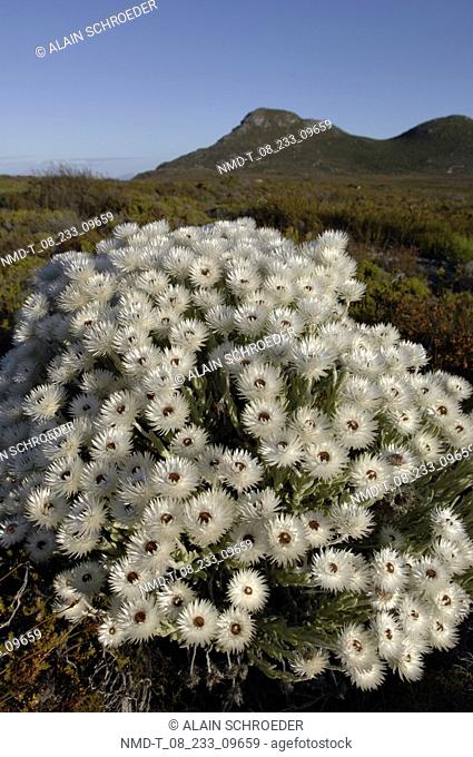 Wildflowers growing on a landscape, Cape Peninsula National Park, Cape Town, Western Cape Province, South Africa