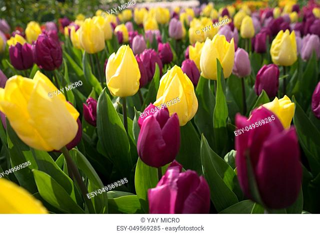 Yellow and pink colored tulip flowers in a garden with fountain in Lisse, Netherlands, Europe on a bright summer day